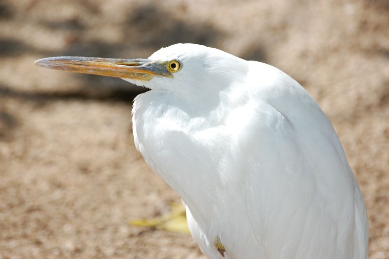 Heron (Egretta sacra)