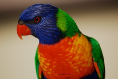 Rainbow Lorikeet (Trichoglossus haematodus)