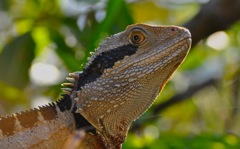 Australian Water Dragon  (Physignathus lesueurii) 