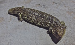 Blue Tongue Liyard (Trachydosaurus rugosus) 