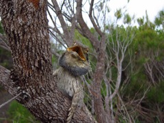 Eastern Bearded Dragon (Pogona barbata)