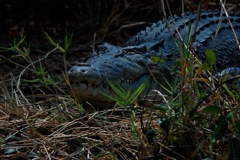 Saltwater Crocodile (Crocodylus porosus)