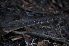 Freshwater Crocodile (Crocodylus johnsoni)