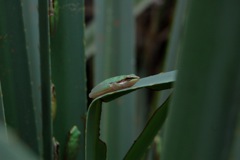 Northern Dwarf Tree Frog (Litoria bicolor)