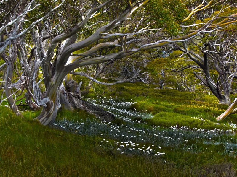 Alpine Meadows with Snow Gums
