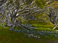 Alpine Meadows with Snow Gums