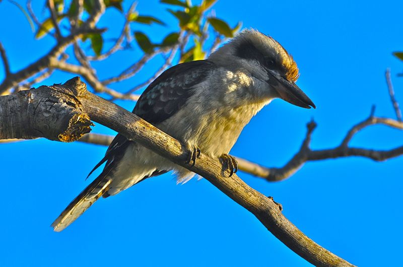 Kookaburra (Dacelo novaeguineae)