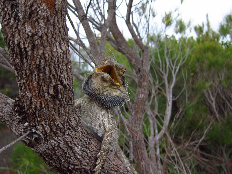 Östliche Bartagame (Pogona barbata)