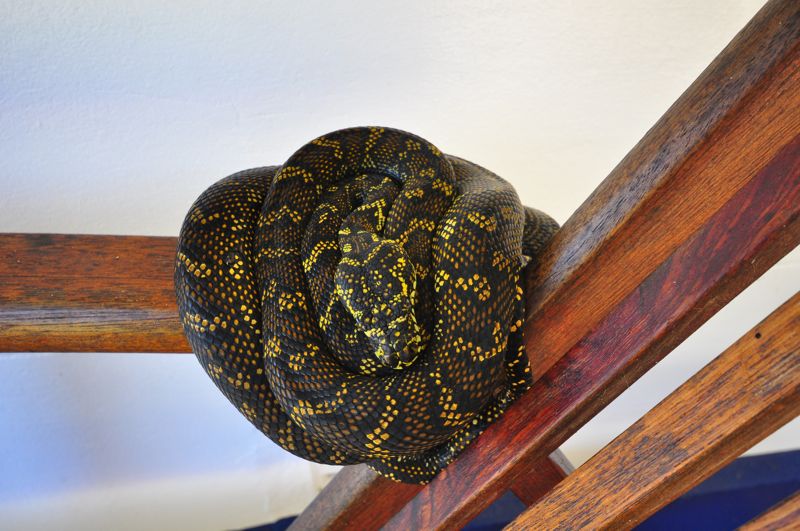  Teppichpython (Morelia spilota)