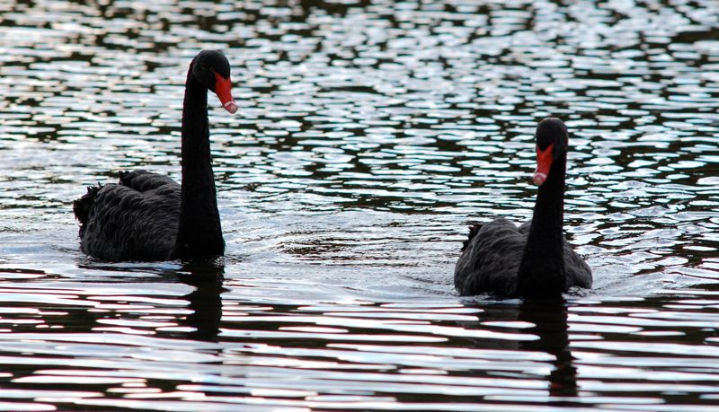 Trauerschwan (Cygnus atratus) 