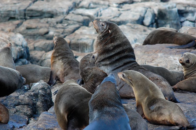 Australische Pelzrobbe (Arctocephalus pusillus dorifer)