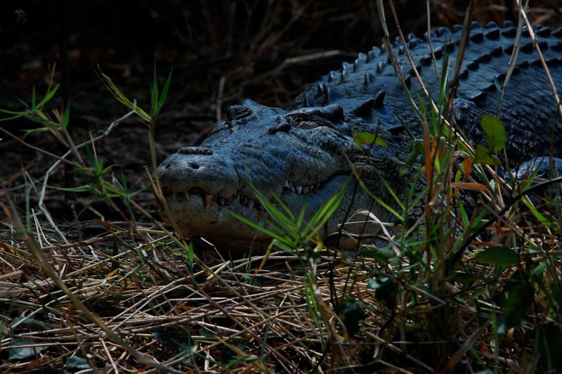 Leistenkrokodil (Crocodylus porosus)