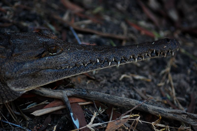 Australien-Krokodil (Crocodylus johnsoni) 