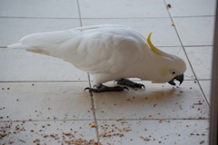 Großer Gelbhaubenkakadu (Cacatua galerita)