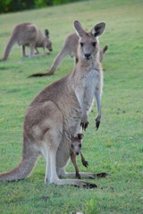 Graues Känguruh (Macropus giganteus)