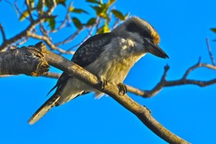 Kookaburra (Dacelo novaeguineae)