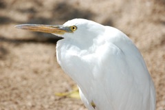 Riffreiher (Egretta sacra)