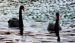 Trauerschwan (Cygnus atratus)