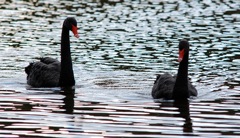 Trauerschwan (Cygnus atratus) 