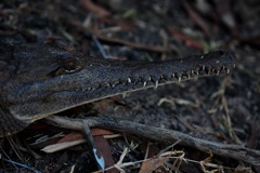 Australien-Krokodil (Crocodylus johnsoni)