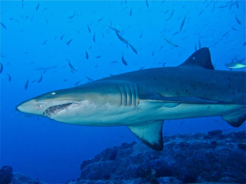 Sandtiger Shark at south West Rocks