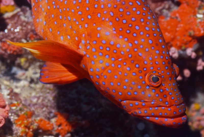 Coral Grouper