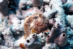 Frogfish