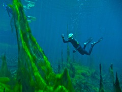 Ewens Ponds scenery