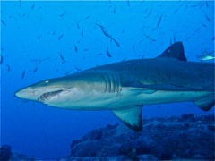 Sandtiger Shark at south West Rocks