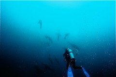 Diving with Australian Fur Seals