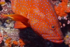 Coral Grouper