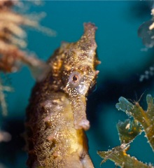 Seahorse