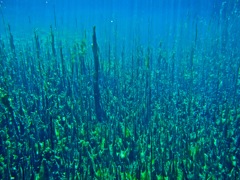 Forest of freshwater Algae in Ewens Pond